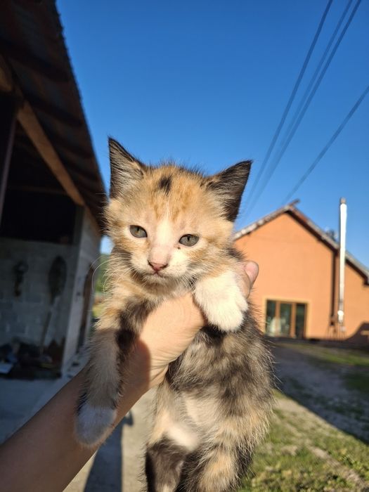 Pisoiași mici spre adopție
