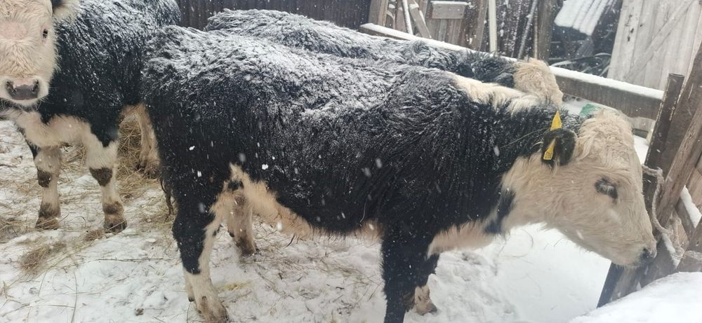 Қара мал сатылады молодняк