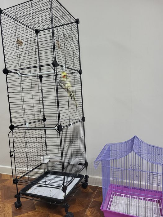 Корелла попугай.