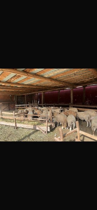 Miei de vânzare foarte frumoși