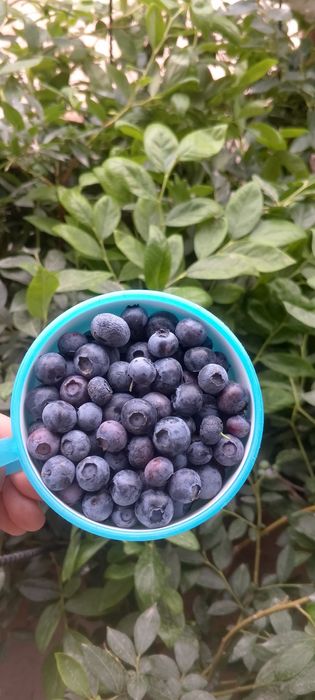 Golubika koʻchati 100% kafolot