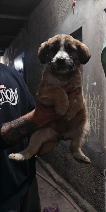 Бесплатно щенок девочка 2 мес