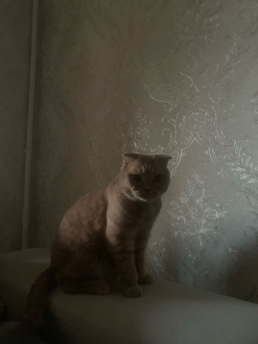 Scottish fold   .