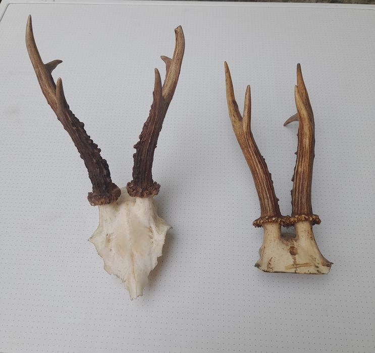 Рога - украшение за механа/хижа.