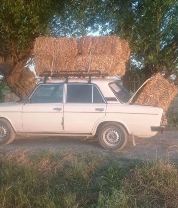 Somon Beda Qamich lomboz suvoga