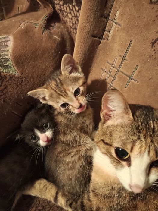 Отдам котят в хорошие руки
