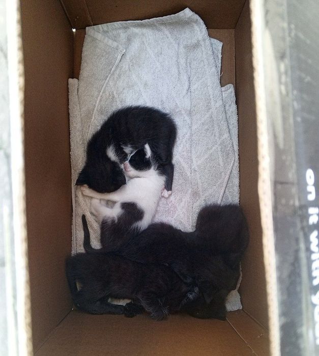 Котята даром в добрые руки
