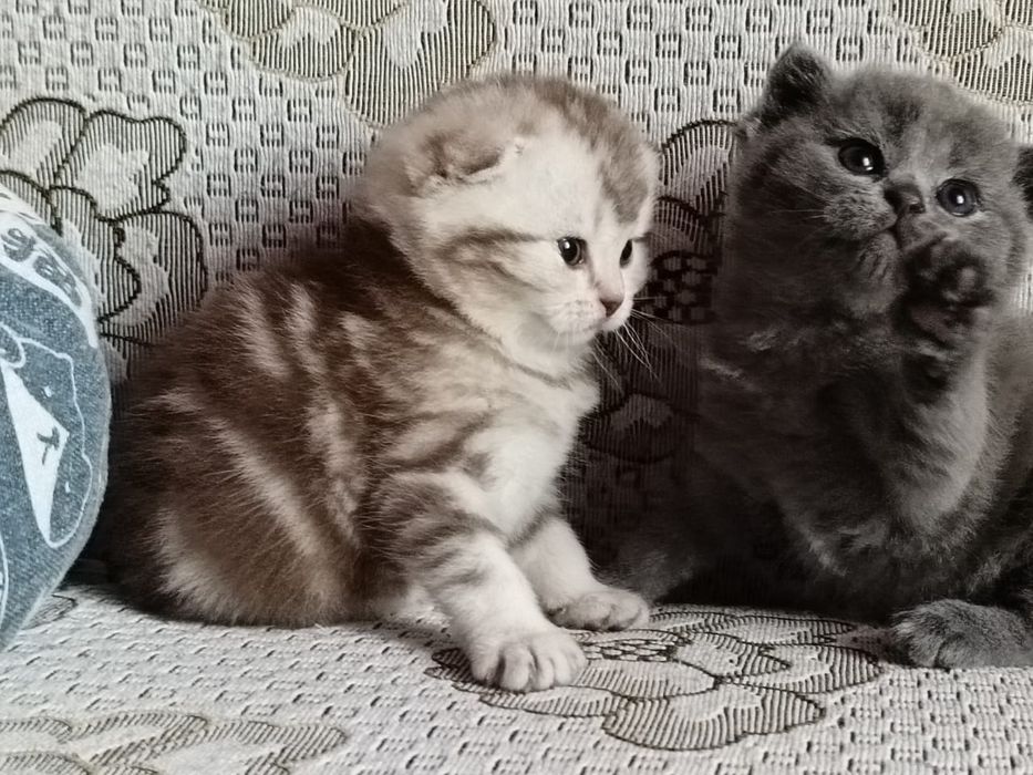 Скоттиш Страйт и Фолд.