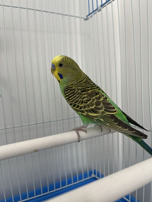 Попугай волнистые