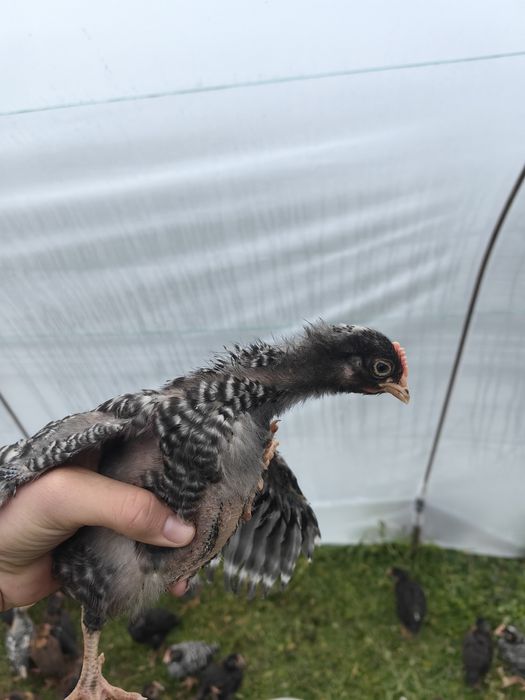 Съпер Харко на 1 месец