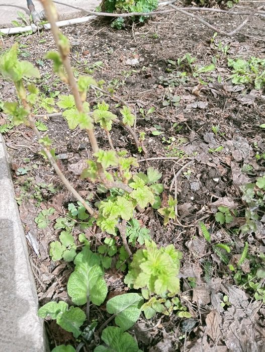 Саженцы крупной черной смородины