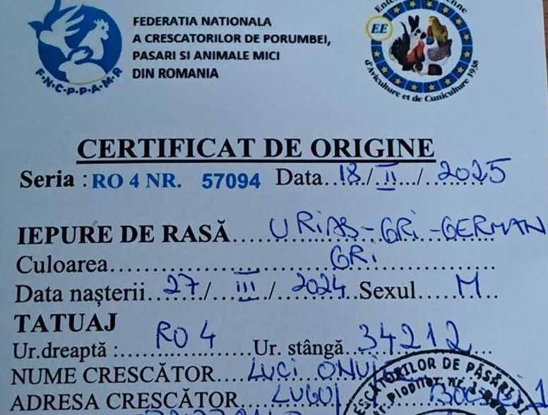 Iepuri uriaș german  Gri și Albi