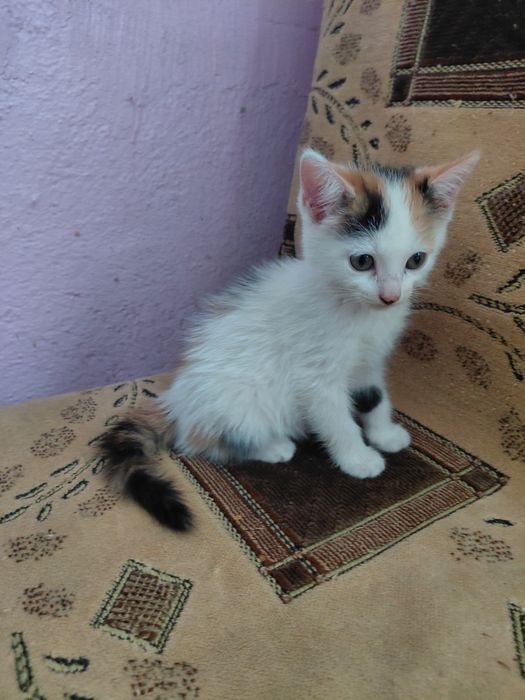 Отдам котят даром в добрые руки.