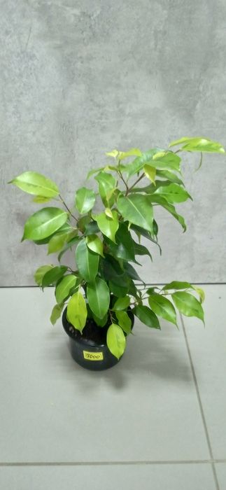 Продам комнатные цветы