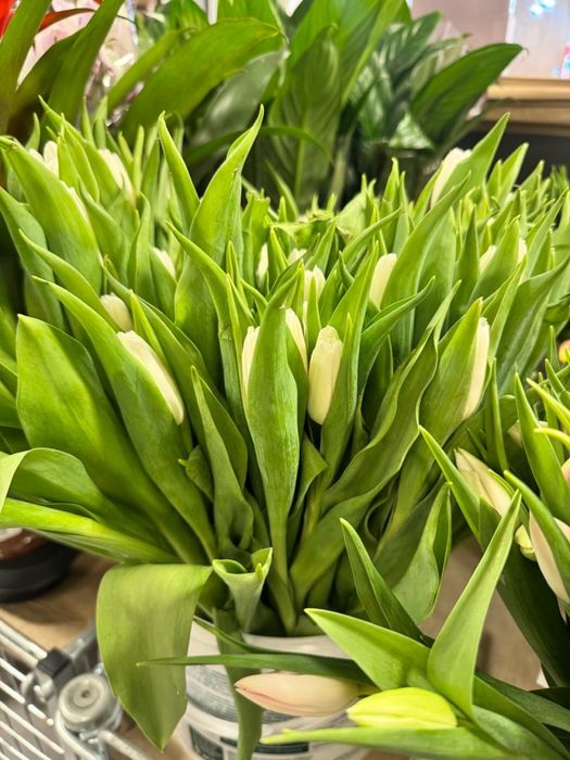 Тюльпаны к 8 марта