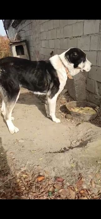 Алабай 1.5 года молодая