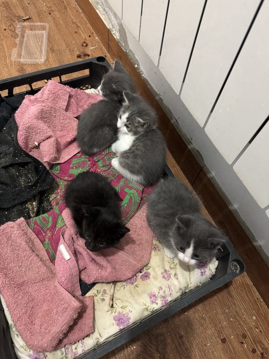 Отдам кошек в добрые руки.