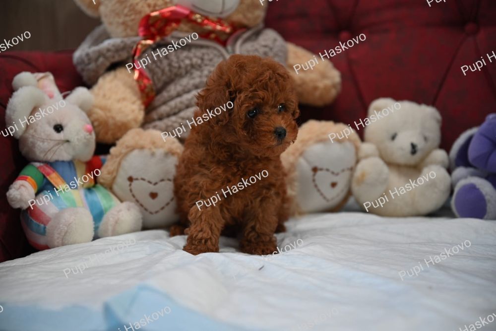 Той Пудел [toy poodle] БАБХ лицензиран развъдник