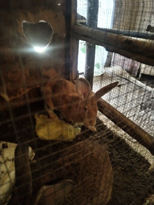 Куйон великан 250 мин донаси