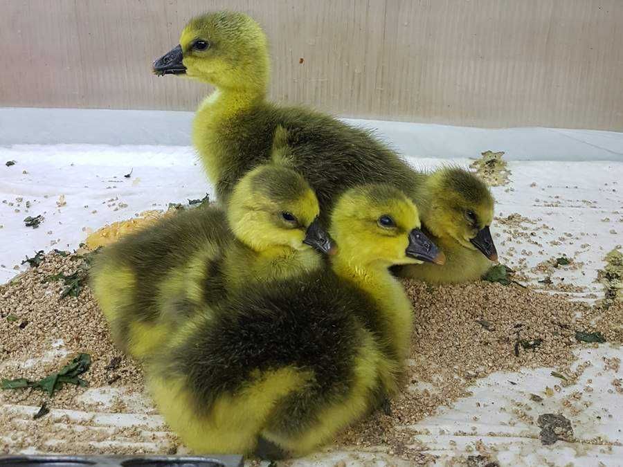 гоз жужалари сотилади курибний серий