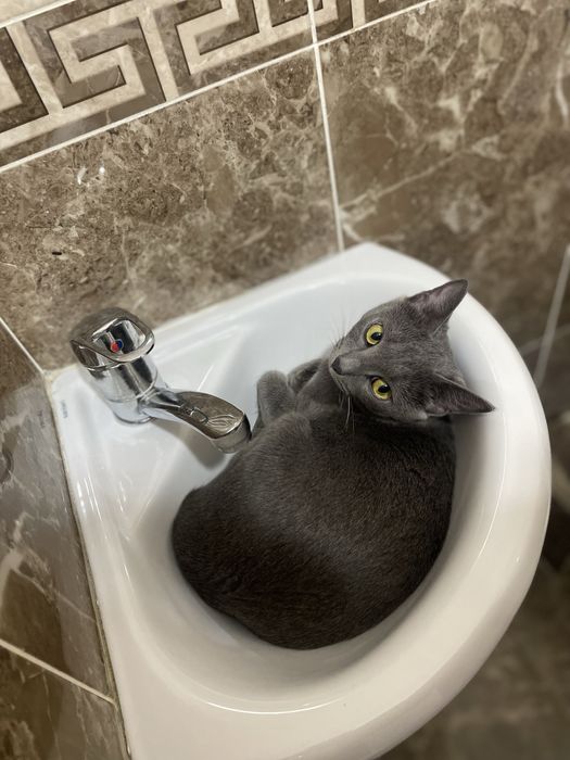 Отдам кошку в добрые руки