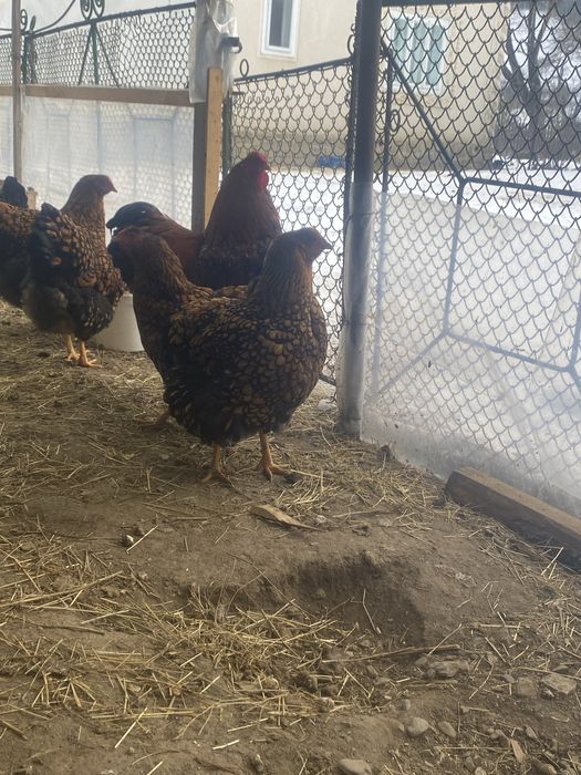 Oua incubat wyandotte