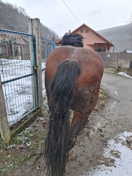 Vând armăsar 6 ani, cal de padure garantat mai multe detalii în privat