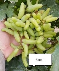 Продаются саженцы и черенки винограда аватар