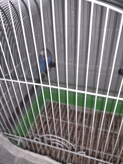 Продам продам Папугай