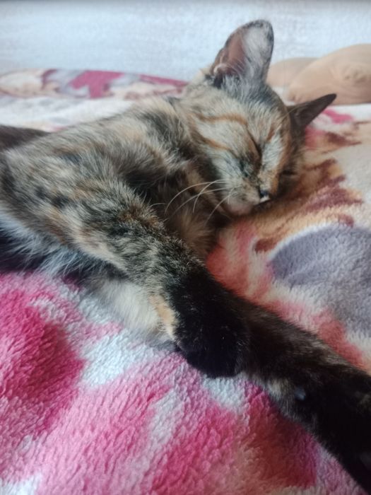 Отдадим кошечку даром