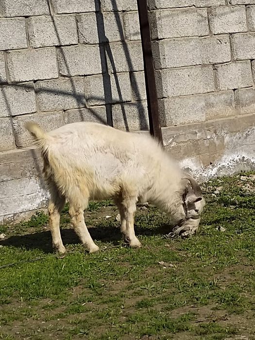 Занен теке сатылад