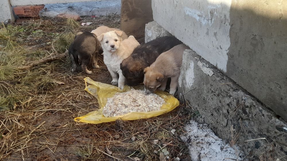 Щенки в ДОБРЫЕ руки