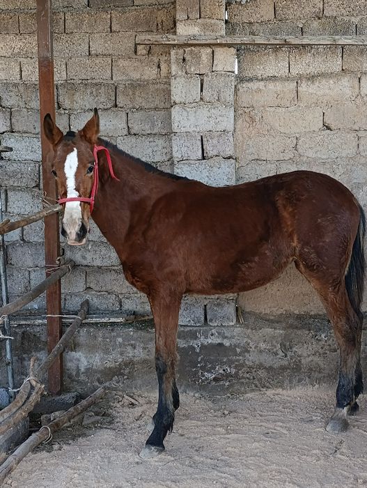 Toy  sotiladi  . Той