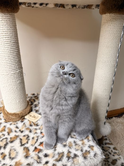 Продаются элитные котята