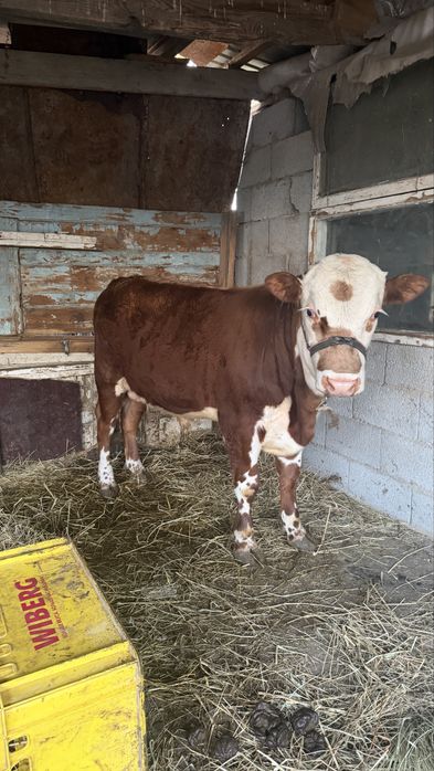 Бұха сатыладыыыы