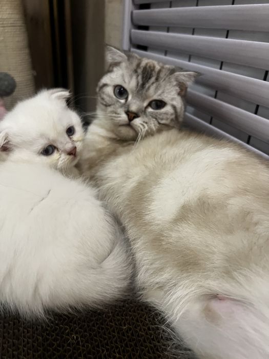Scottish straight Scottish fold Chinchilla (Shinshilla) mushula sotila