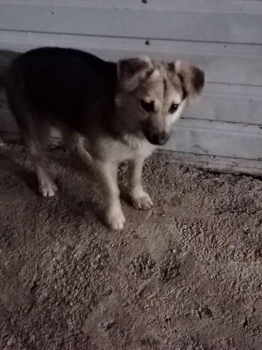 Пристраиваются 2 девочки.