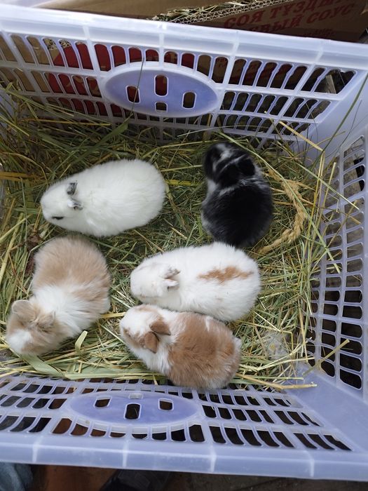 Кролики декоративные