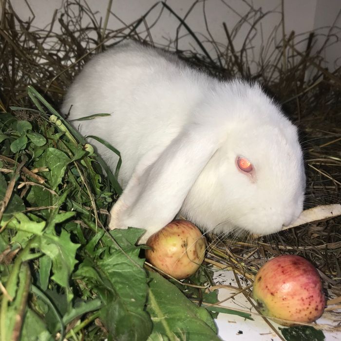 Mascul Berbec pitic German - mini lop- alb