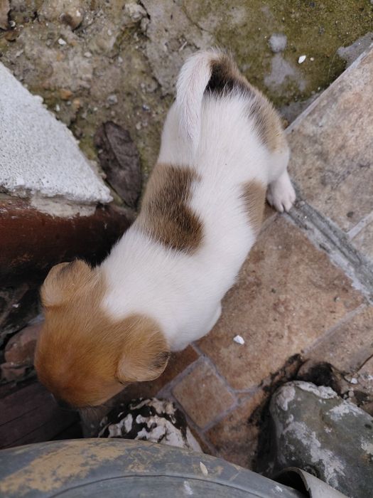 Кученца Джак Ръсел териер