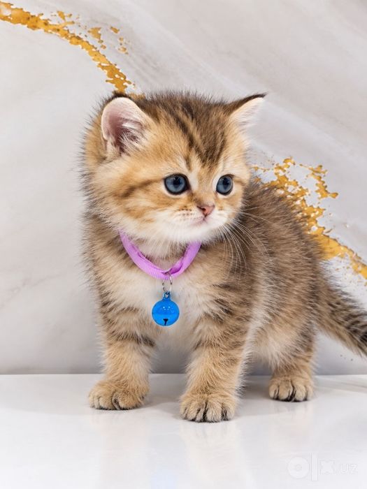 Продаётся  шотландский котёнок Скотиш Страйт.