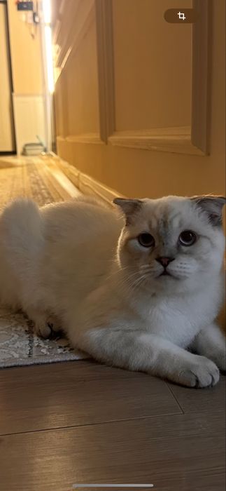 Котик породы шотландец