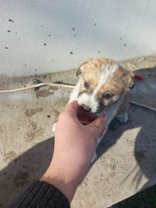 DONEZ pui de cățel - gratuit