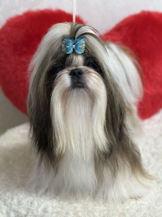 Милые щеночки ши-тцу