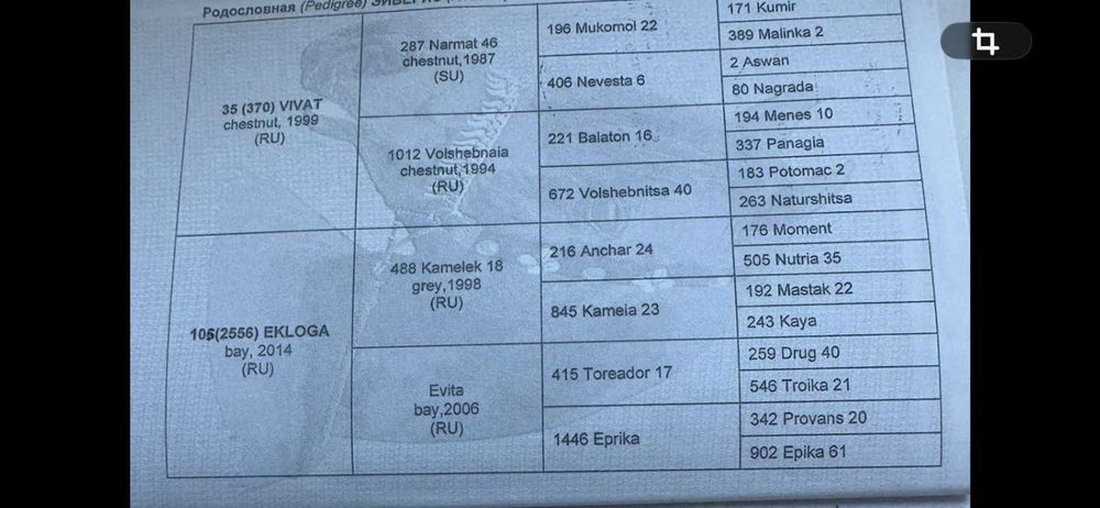 Арабский чистокровный жеребец