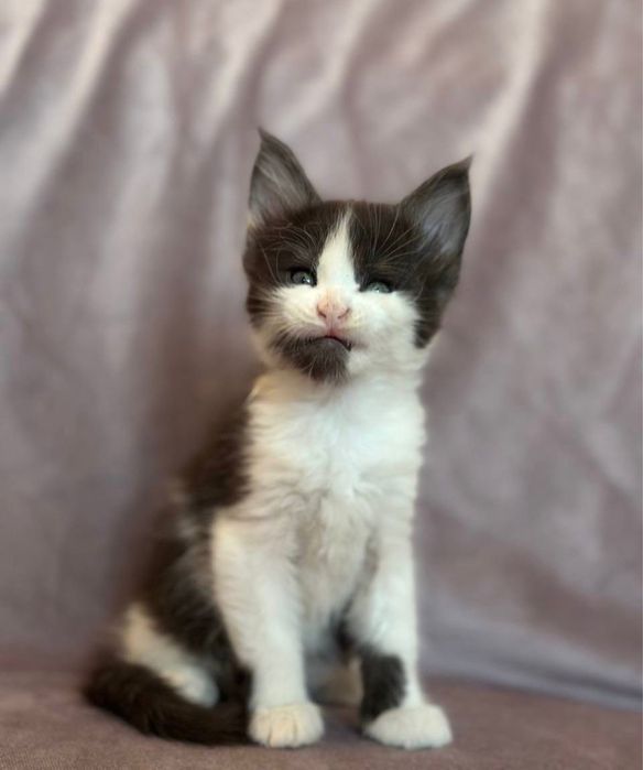 Маленький принц Мейн-кун