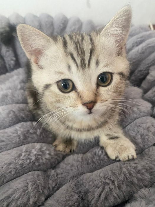 Котёнок британец
