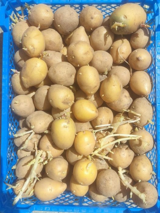 Продам семенной картофель