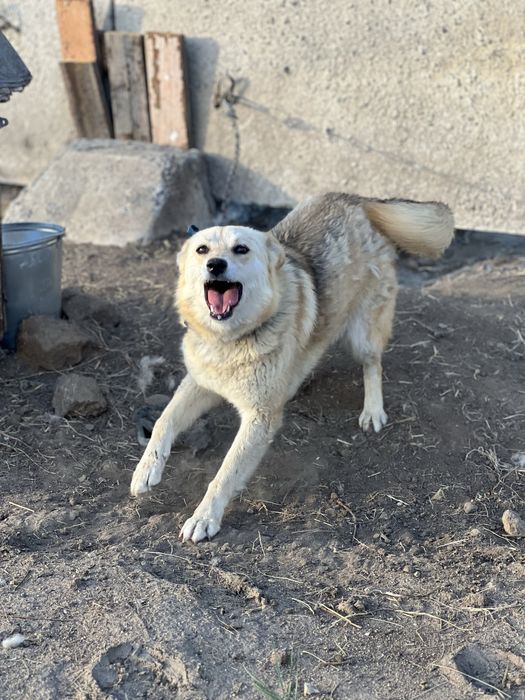 Щенки и собаки в хорошие руки