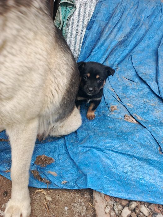 Отдам щенков в добрые руки